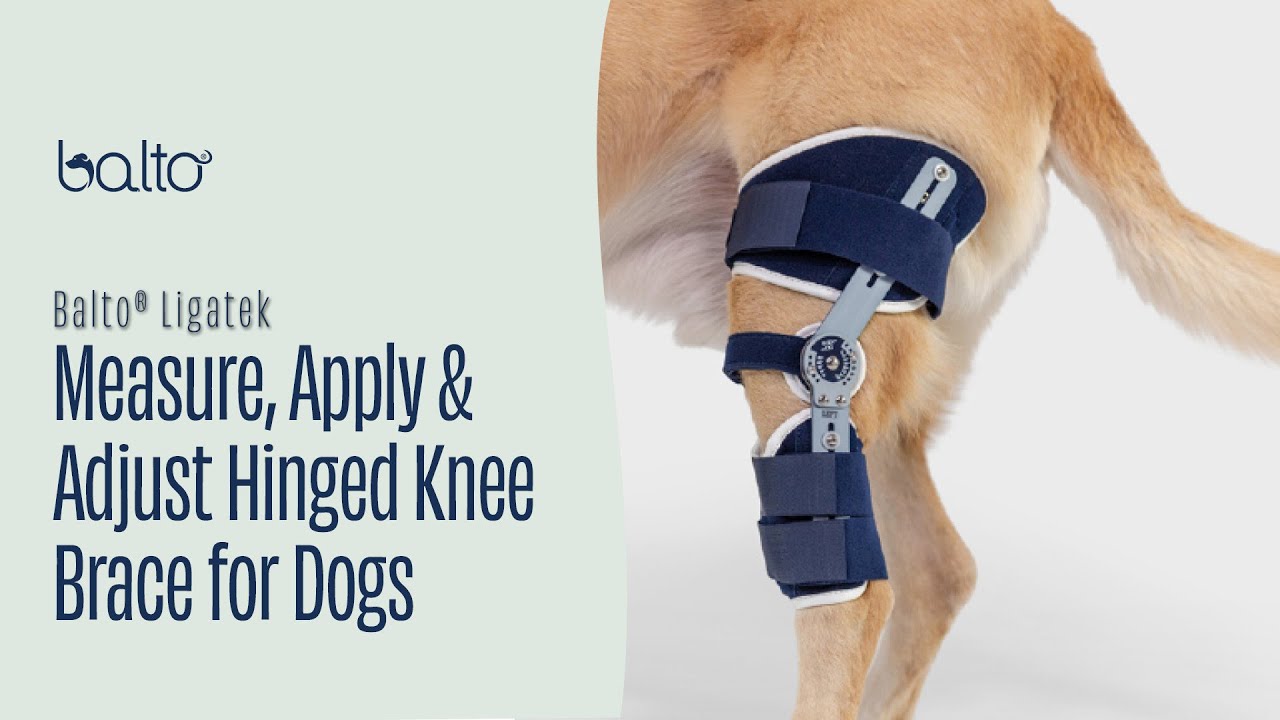 How to Measure, Apply & Adjust the Balto Ligatek Knee Brace | Dog ACL Knee Support with ROM Control
