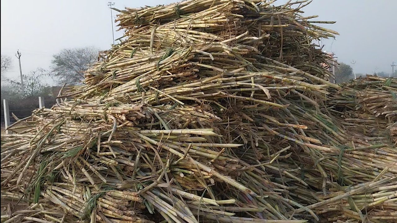 MAKING PROCEDURE FROM SUGARCANE TO JAGGERY