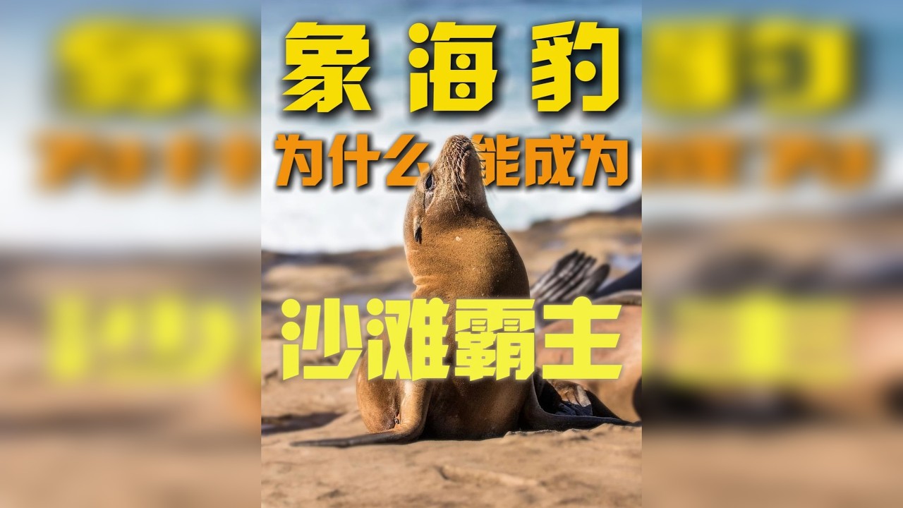 作为沙滩霸主的象海豹，你知道他有多大吗？你知道它有多厉害吗？