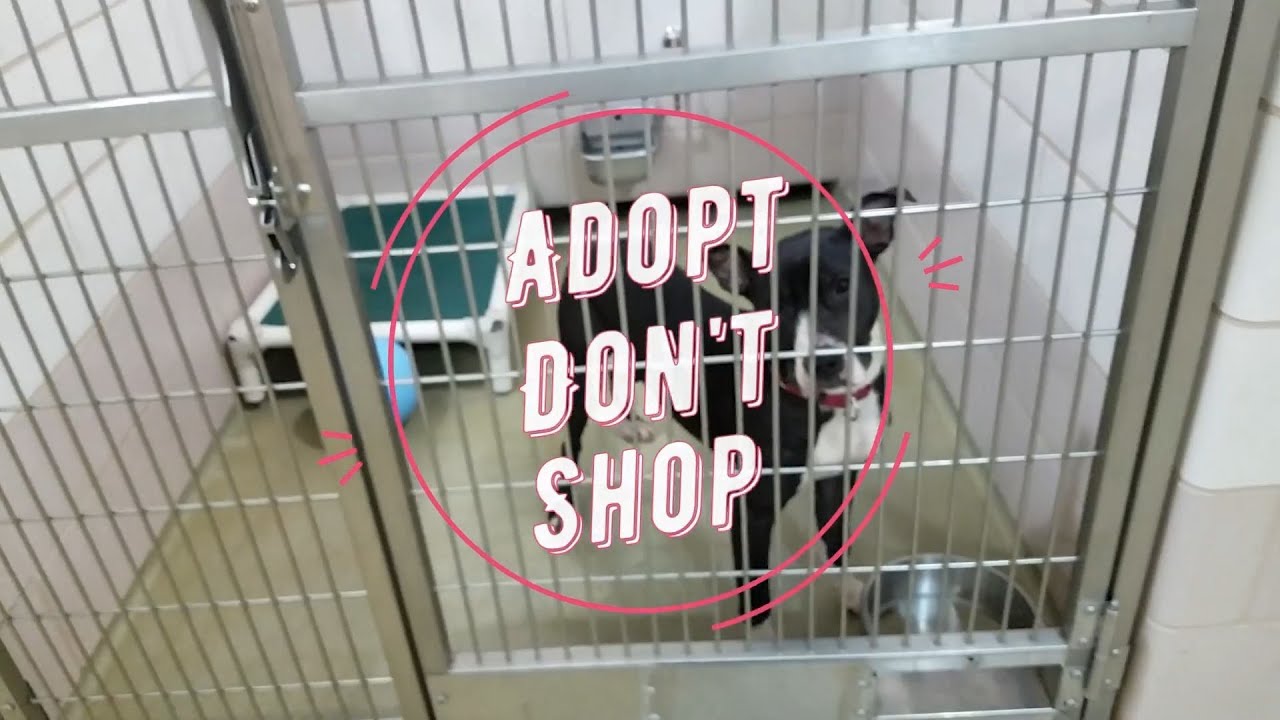The Friday Shelter Walk At The Cuyahoga County Animal Shelter For The Weekend of March 6, 2020