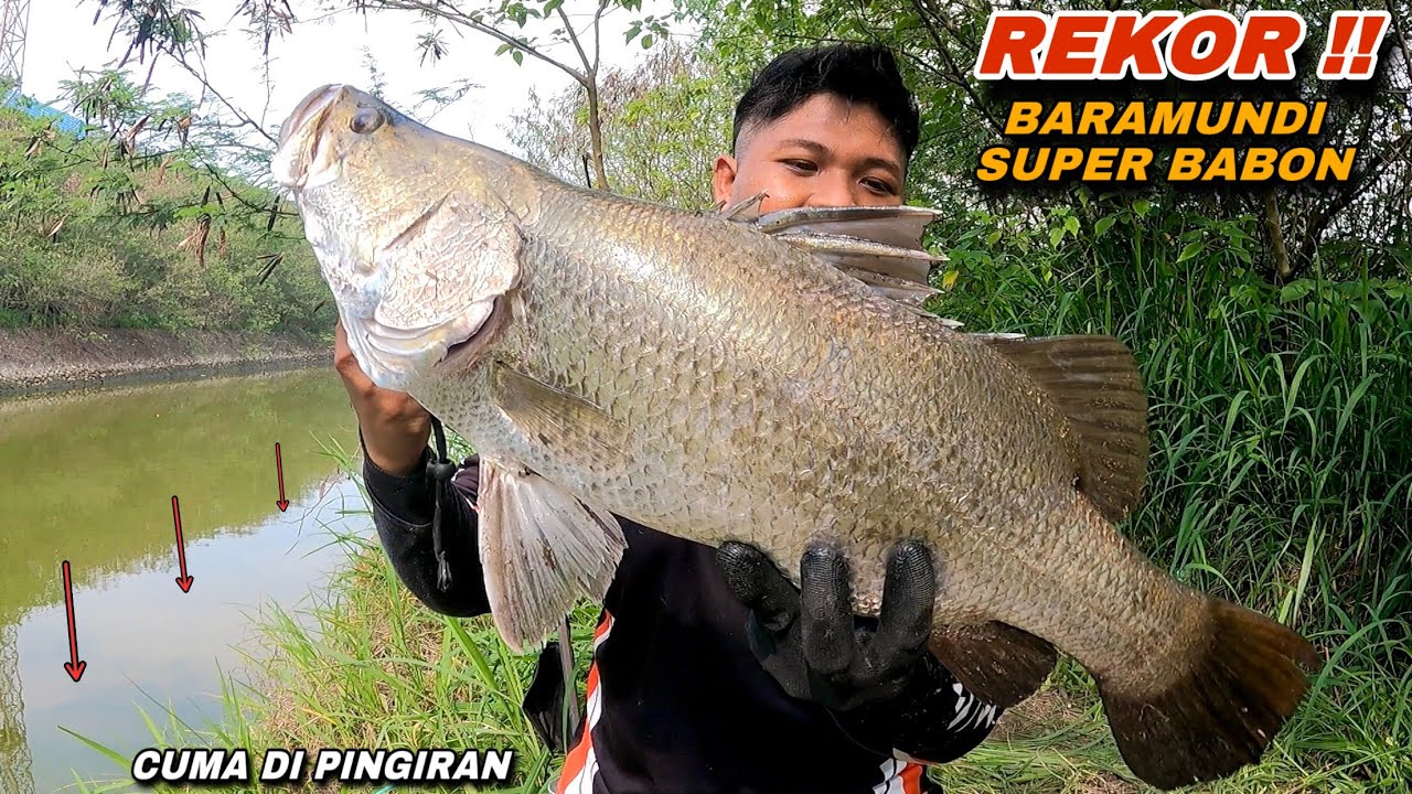 Rekor..! Mancing Kakap Putih Di Pintu Air Strike Super Babon Sampai Kuwalahan