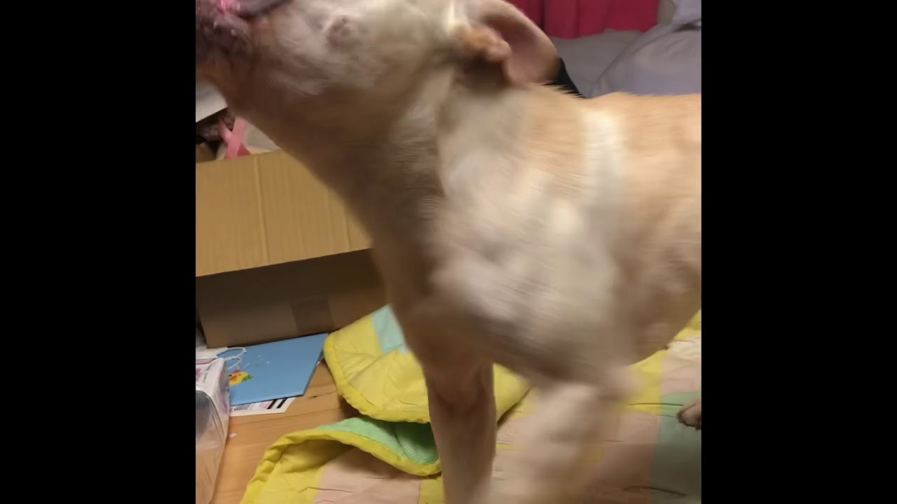 フガフガフレブル