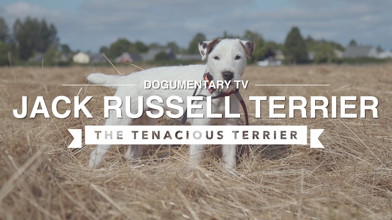 ALL ABOUT JACK RUSSELL TERRIER: THE TENACIOUS TERRIER