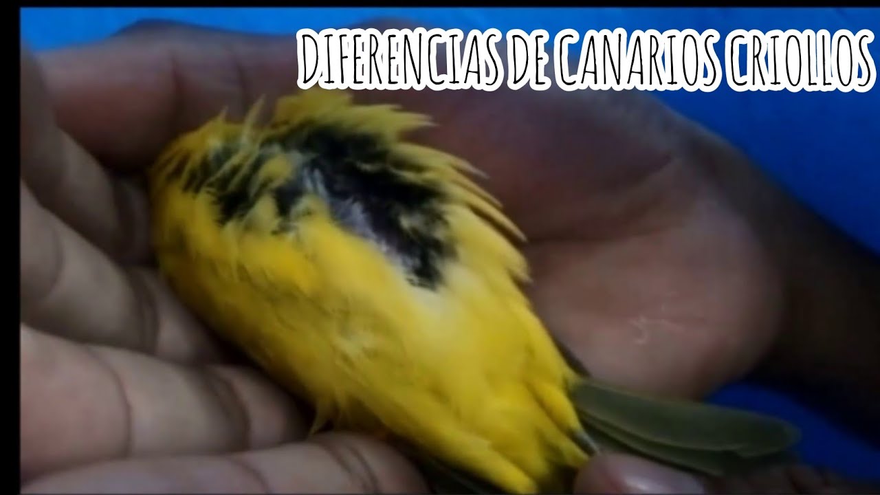 Como diferenciar si un canario (Sicalis Flaveola)  es macho o hembra. diferencias canarios criollos.