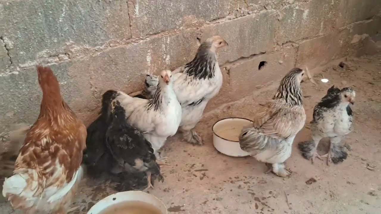 PEQUENAS BRAHMAS @avesnaturezaedesafios