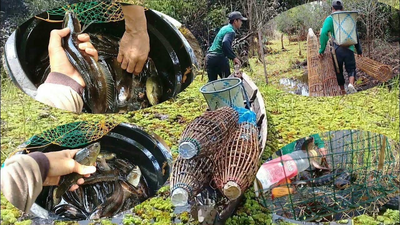 MENCARI IKAN MALAH ULAR COBRA YANG KENA HAMPIR KENA WISANYA😲 || EPISODE 1