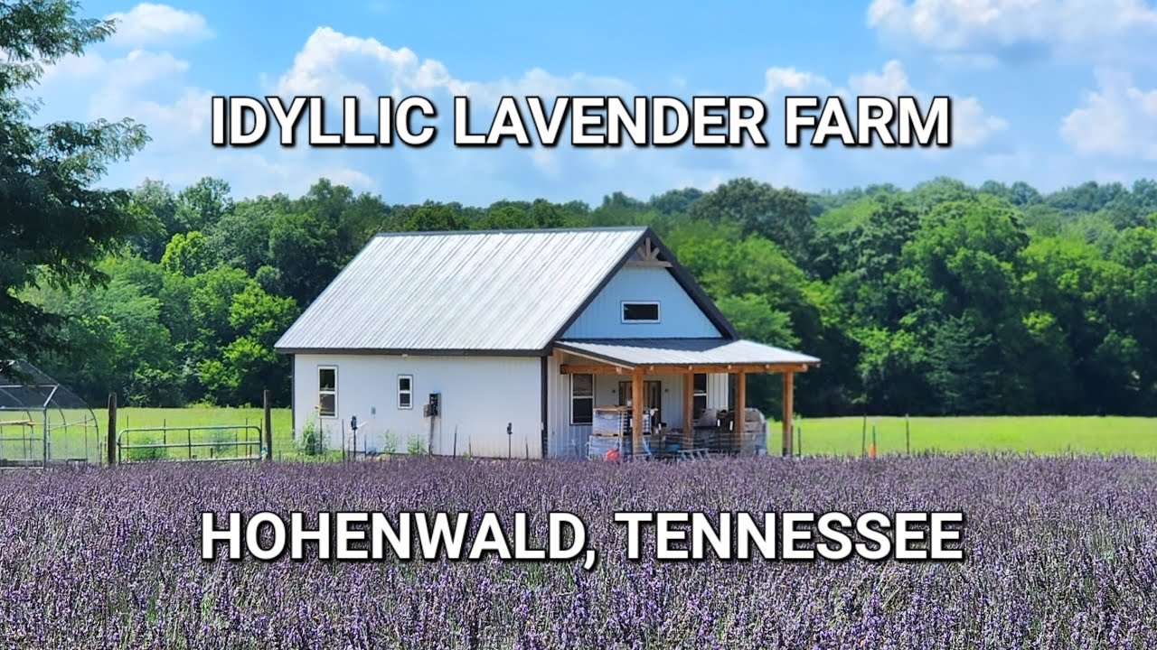 Lovely LAVENDER FARM in MIDDLE TENNESSEE 💜