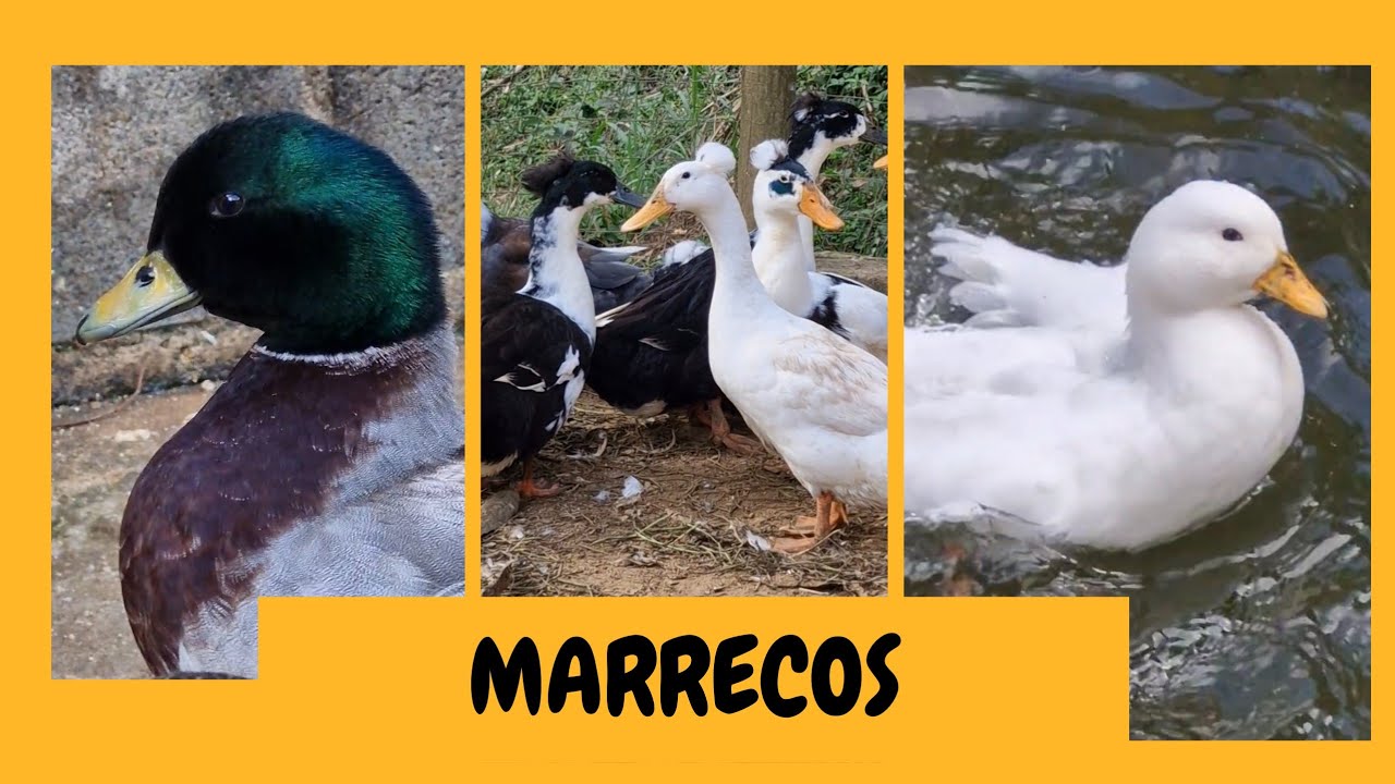 A Temporada de MARRECOS COMEÇOU! | Sítio 5 Irmãos