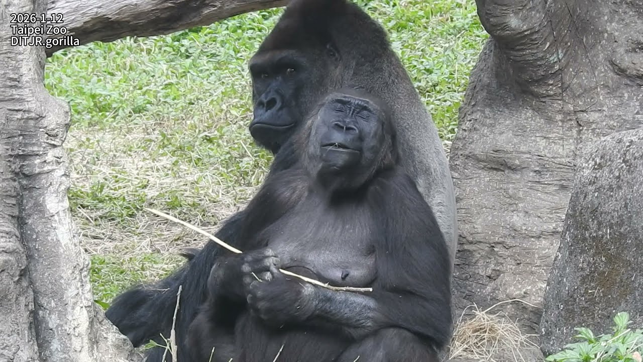 little gorilla Ringo扶mom iriki背走.喝奶.跟Jabali 追逐/Iriki坐D'jeeco旁吃.理毛拔毛.D'jeeco手推開 2026-1-1212:39-13:35
