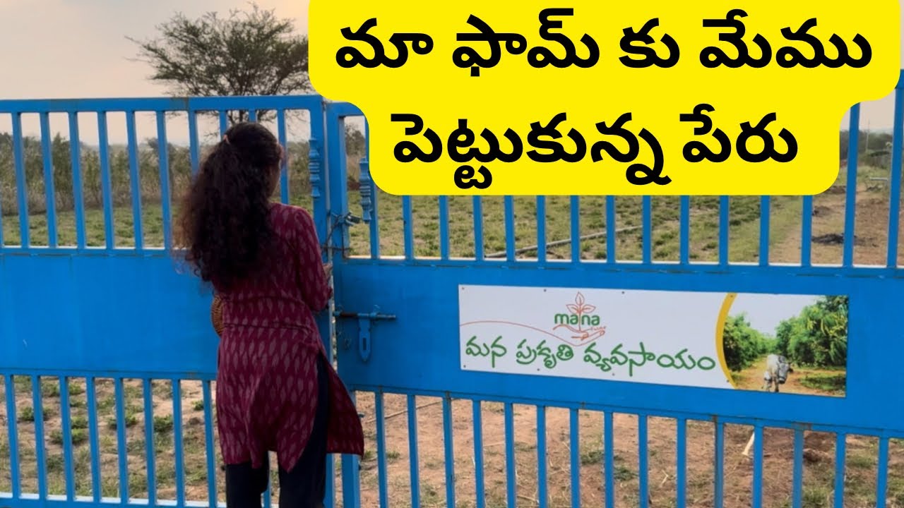 ఫామ్ కు మన ప్రకృతి వ్యవసాయం అని పేరు పెట్టాము ॥కందిపప్పు తయారీ ॥chia seeds harvest |madhuvanam