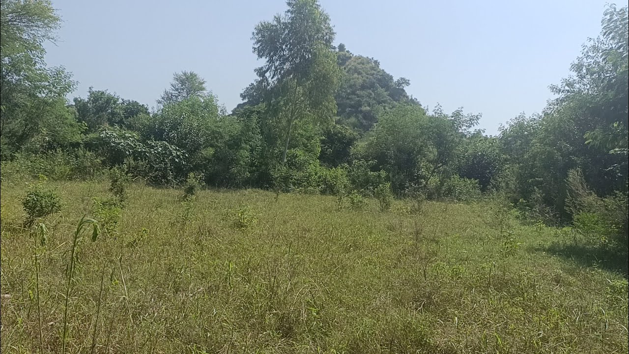 3 Acre agriculture Land for sale in Hoshiarpur chintpurni road Hilly view  8 lakh  acre 9316167007