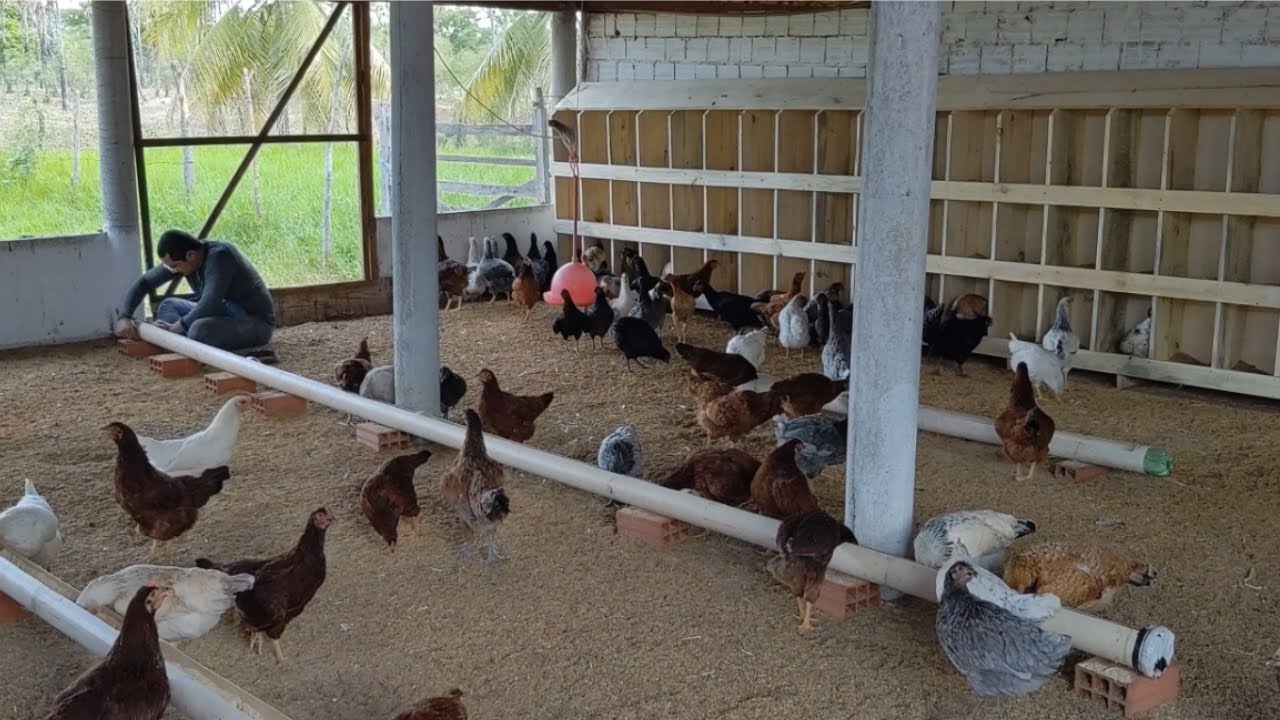 4 P's na Criação de GALINHA ● 2021● Novidade no criatório
