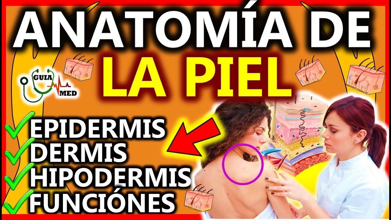 ANATOMÍA DE LA PIEL EPIDERMIS DERMIS HIPODERMIS | GuiaMed