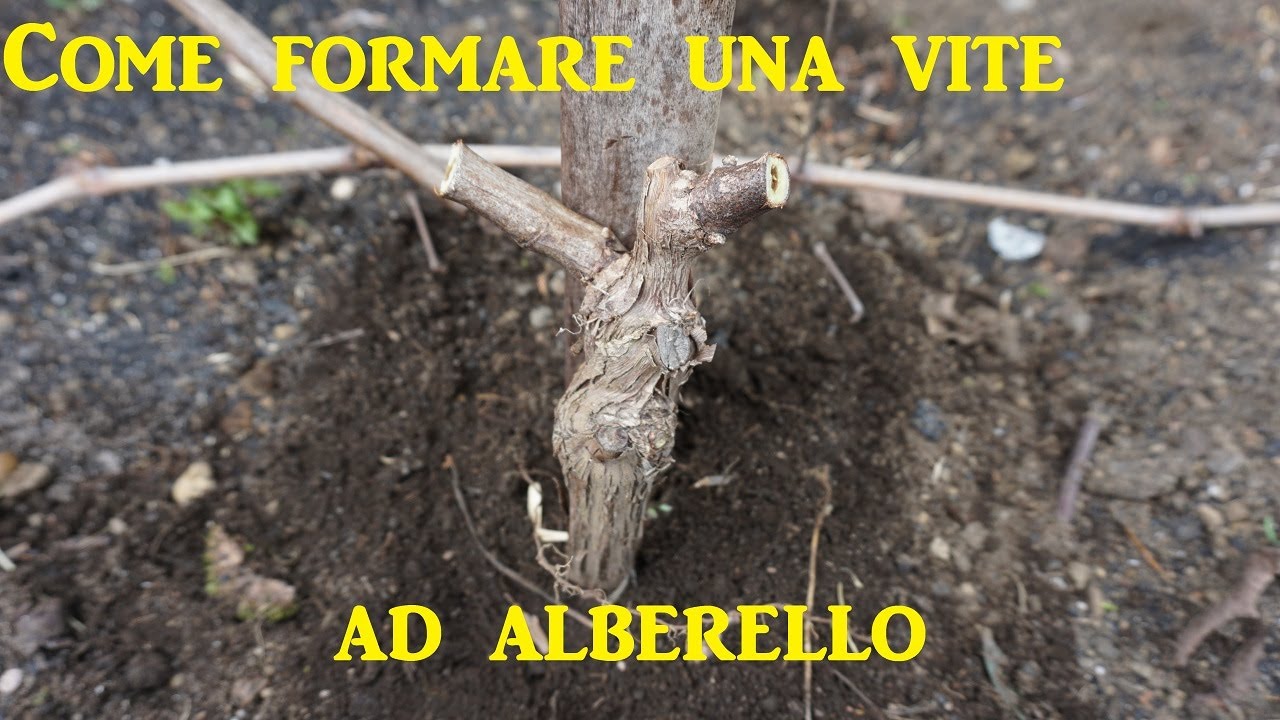 Come impostare una vite ad alberello  partendo dalla talea     