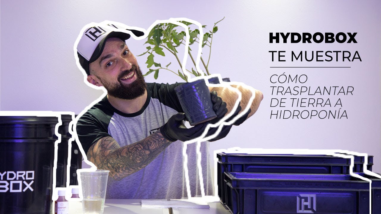 C&Oacute;MO TRASPLANTAR DE TIERRA A HIDRO