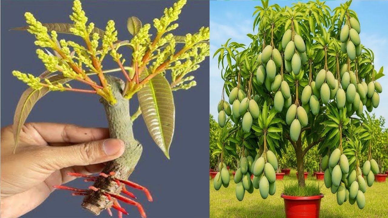 Summary: Techniques for propagating mangoes and bananas have yielded amazing results in just 7 days.