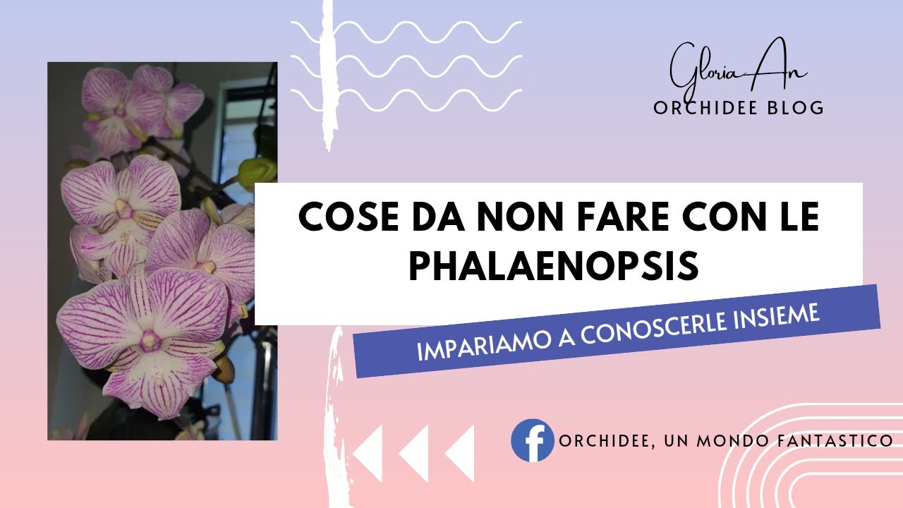 Cose da non fare con le phalaenopsis