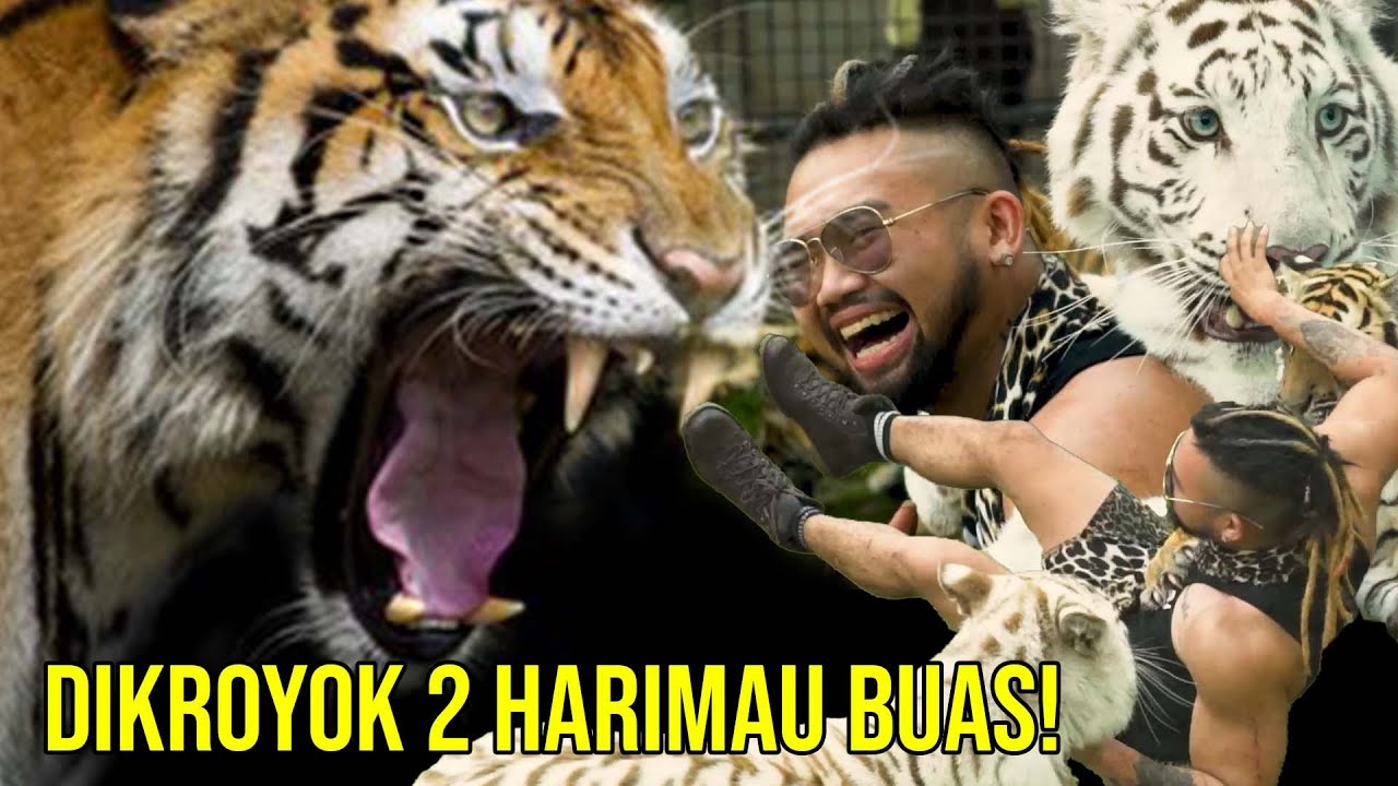 SEREM! AUDREY MENAKLUKAN 2 HARIMAU SEKALIGUS! DISERANG !TEMAN ESHAN JINORA SELEN #AudreyA