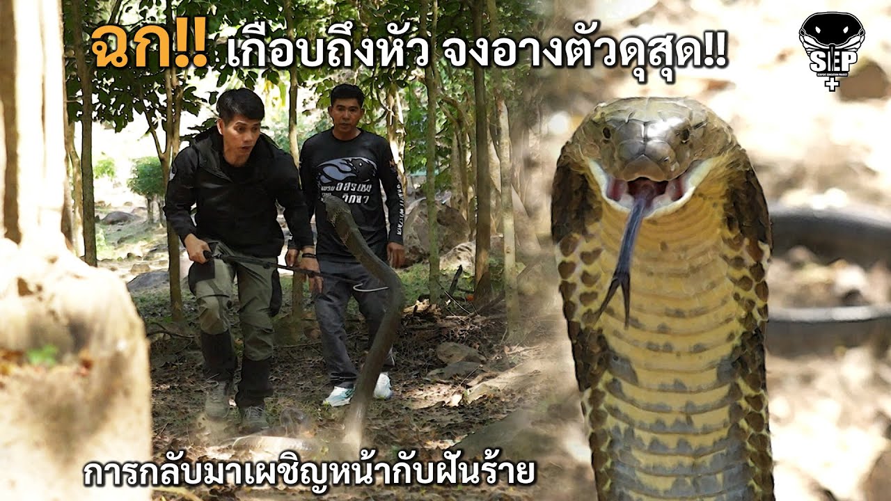 SEP EP.49 ฉก!! เกือบถึงหัว จงอางตัวดุสุด!!