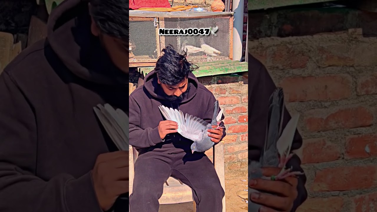 Kabootar ki video 🕊️  #shortfeed #pigeon #attitude #viralshorts #birds #kabootarbazi #pigeon