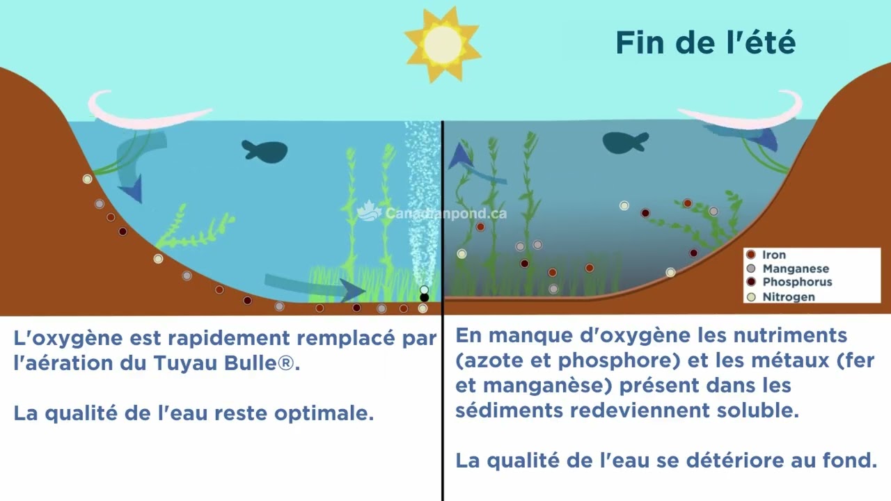 Étang aéré Vs étang Non-Aéré