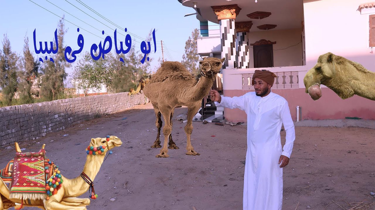 ابوفياض استورد جمال من ليبيا