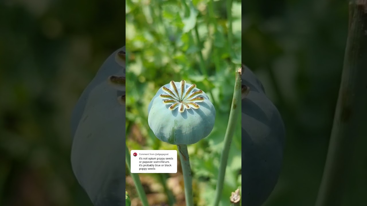 How about these ones? #plantsngardens 🌱#opiumpoppies #opiumpoppyseeds #poppy  #papaversomniferum