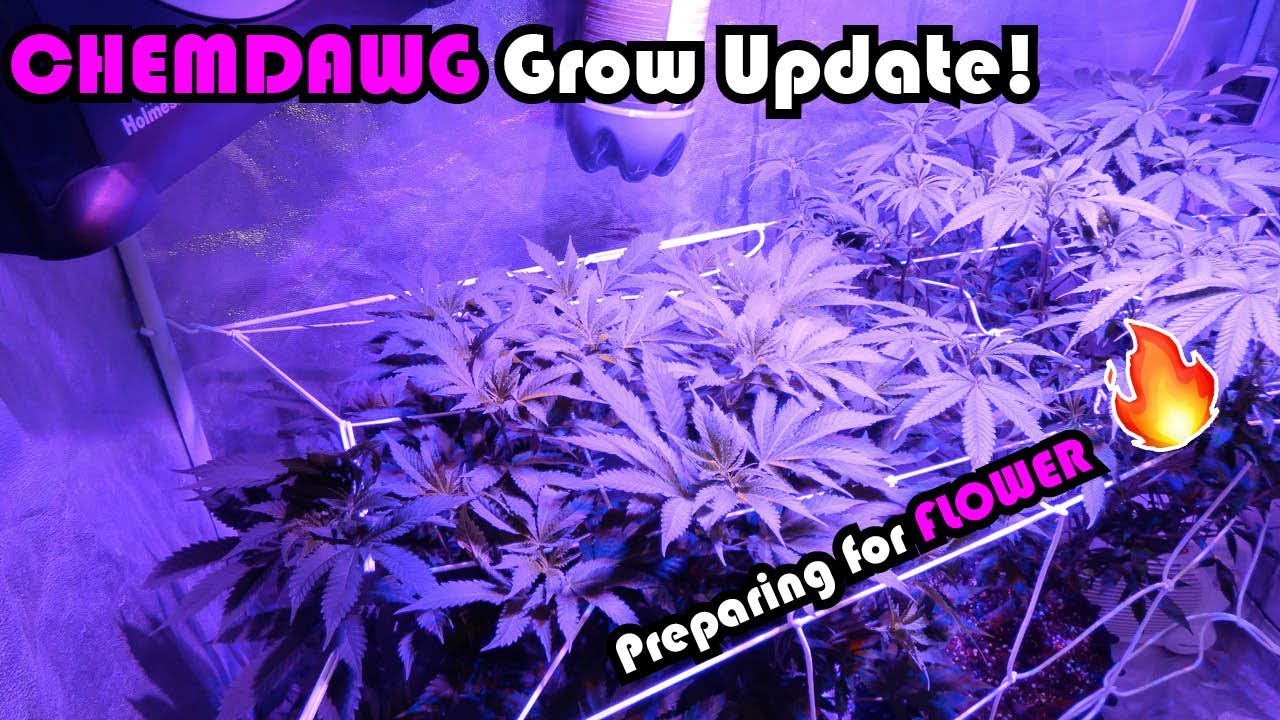 Chemdawg Grow Series Week 8 Vegetation: Preparing for Flower