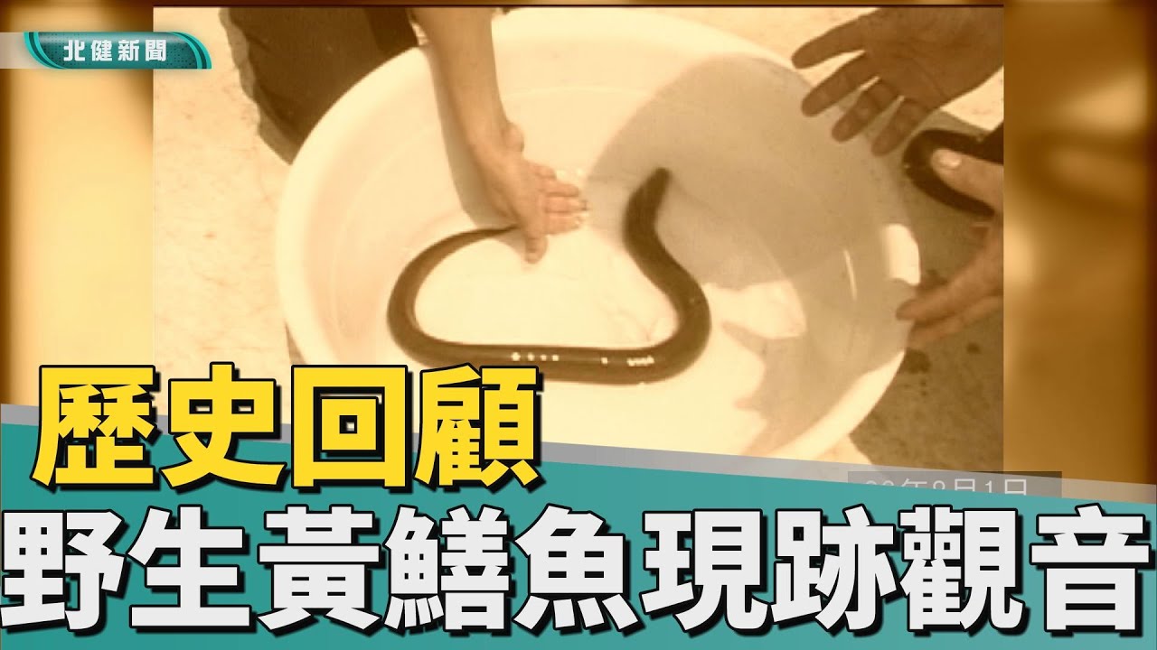 歷史 回顧|罕見野生黃鱔魚 意外現身觀音蓮田