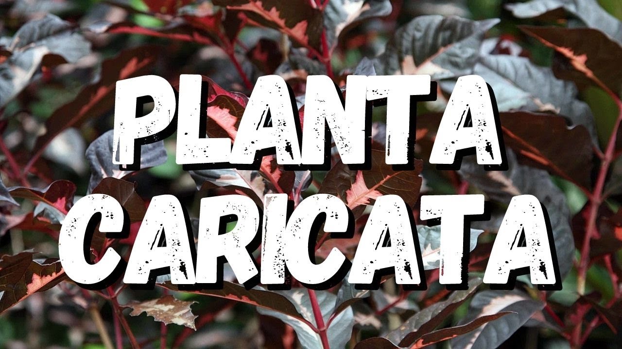 Aguapé: Saiba Tudo Sobre Essa Planta!