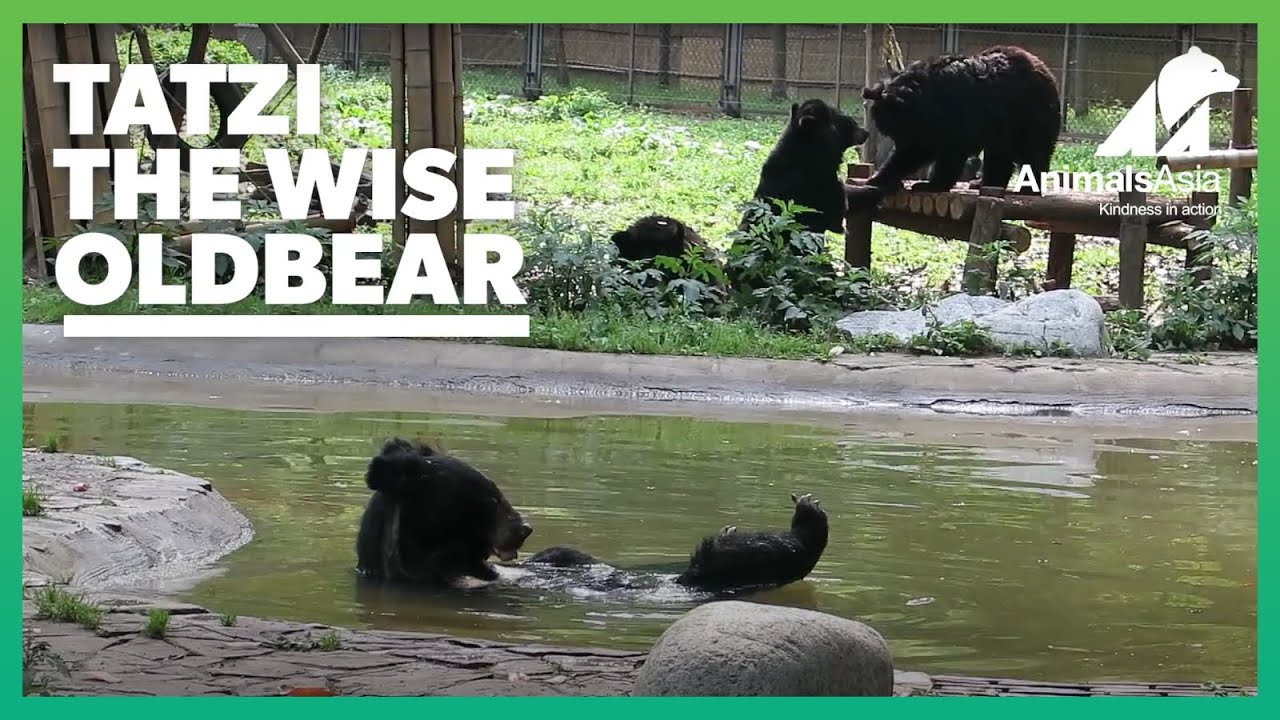 Meet Tatzi, a wise and gentle old bear