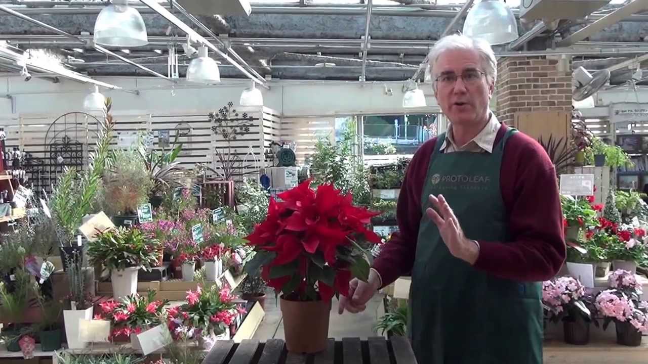 How to Care for Poinsettias from Protoleaf Channel