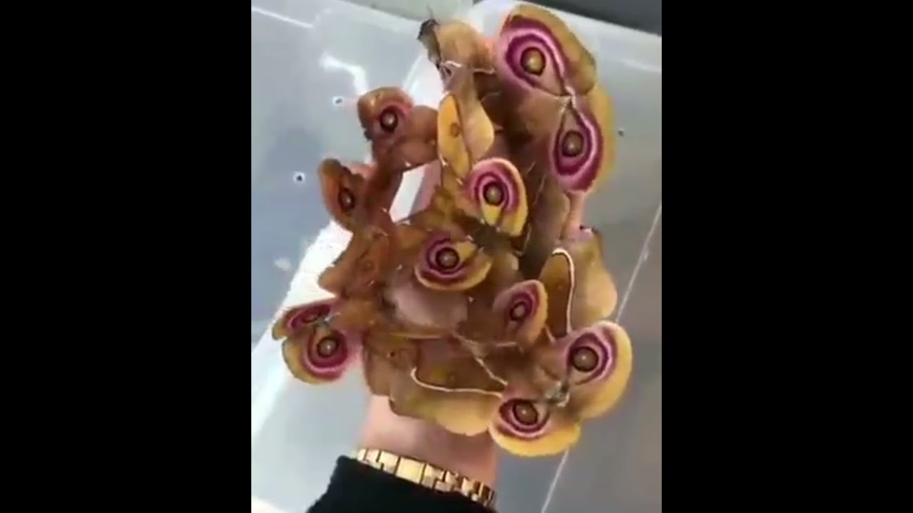 Amazing Insects 😲🥰 || Viral Content ||
