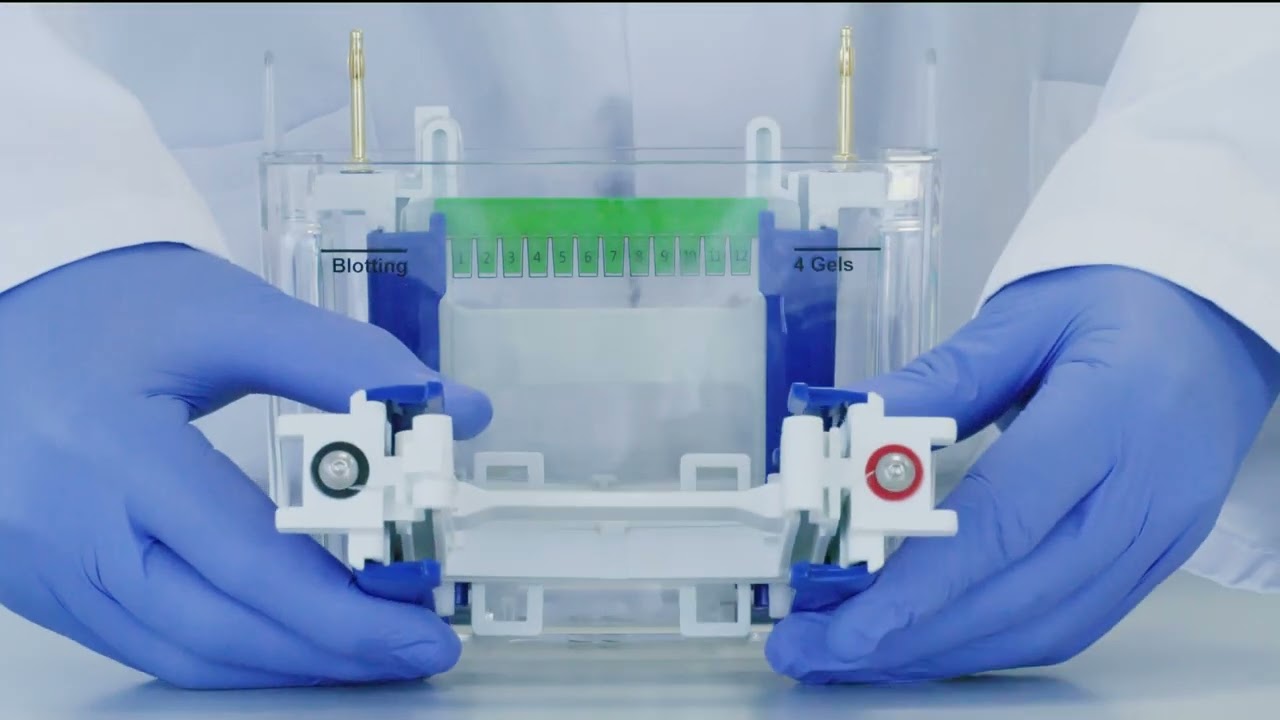FastGene® PAGE Protein System Tutorial