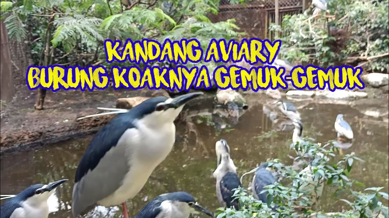 Ratusan Burung Koaks di Kandang AVIARY Besar