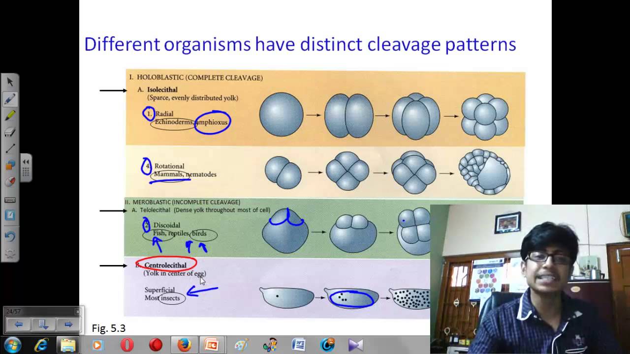 Cleavage and furrowing of zygote, morula | Developmental biology lecture