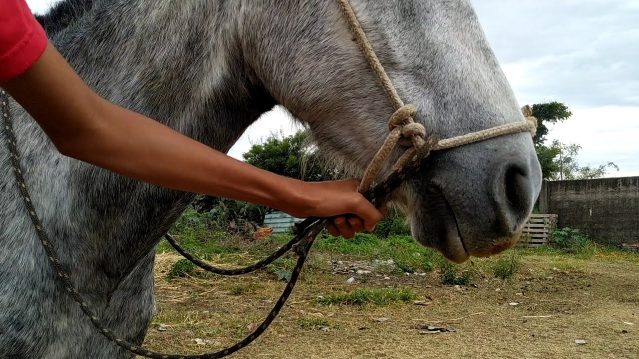 🐎 Como andar de cavalo com cabresto e sem freio