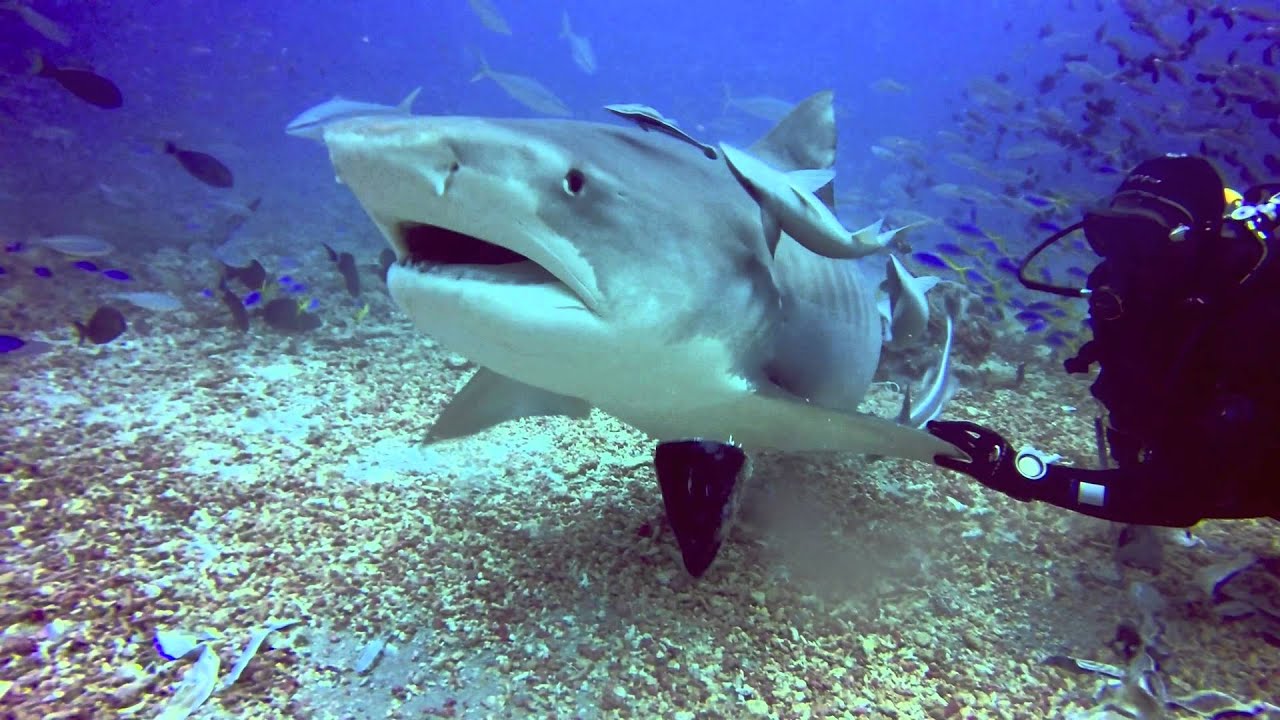 The Cathedral - Beqa Lagoon Resort shark dive