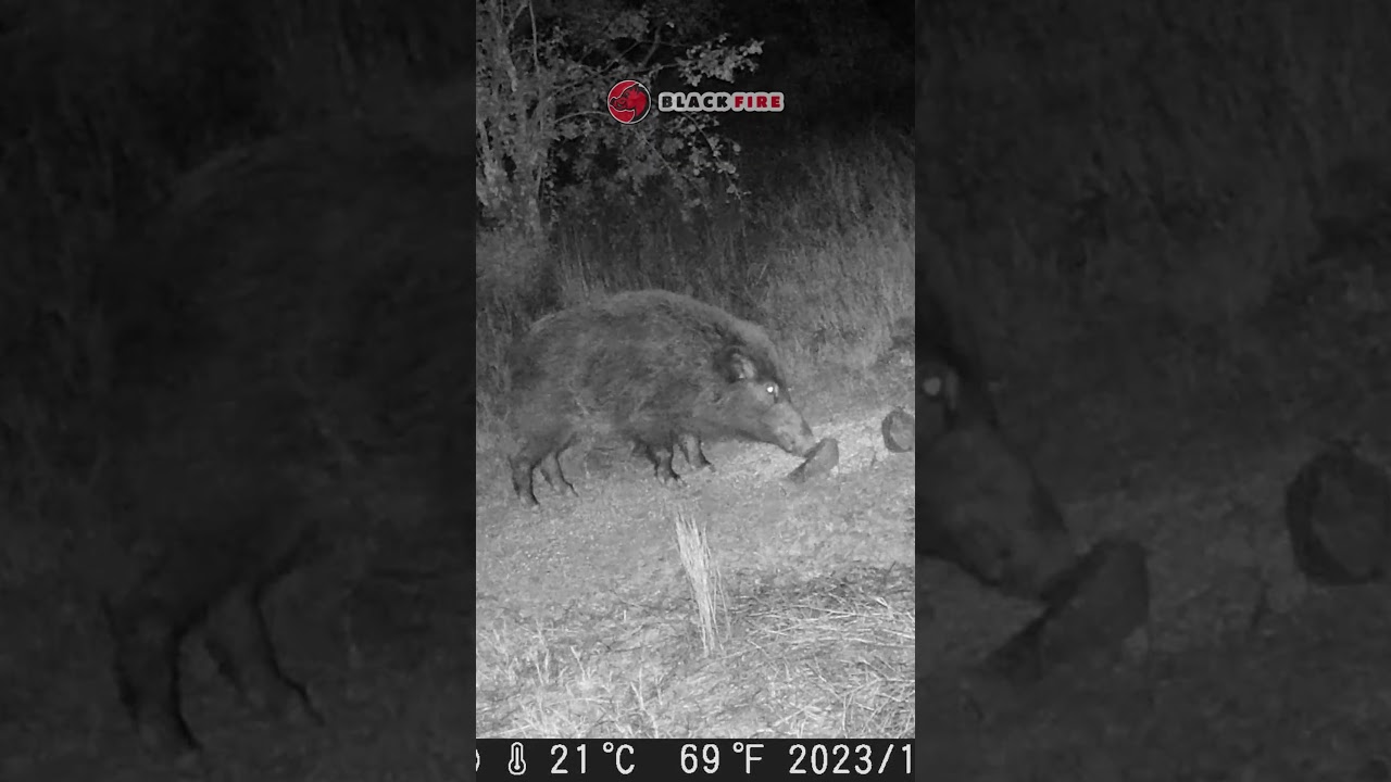 🐗 🇵🇹 #javali  #animais  #portugal  #hog  #wildhogs  #sanglier  #jabali   #wildboar