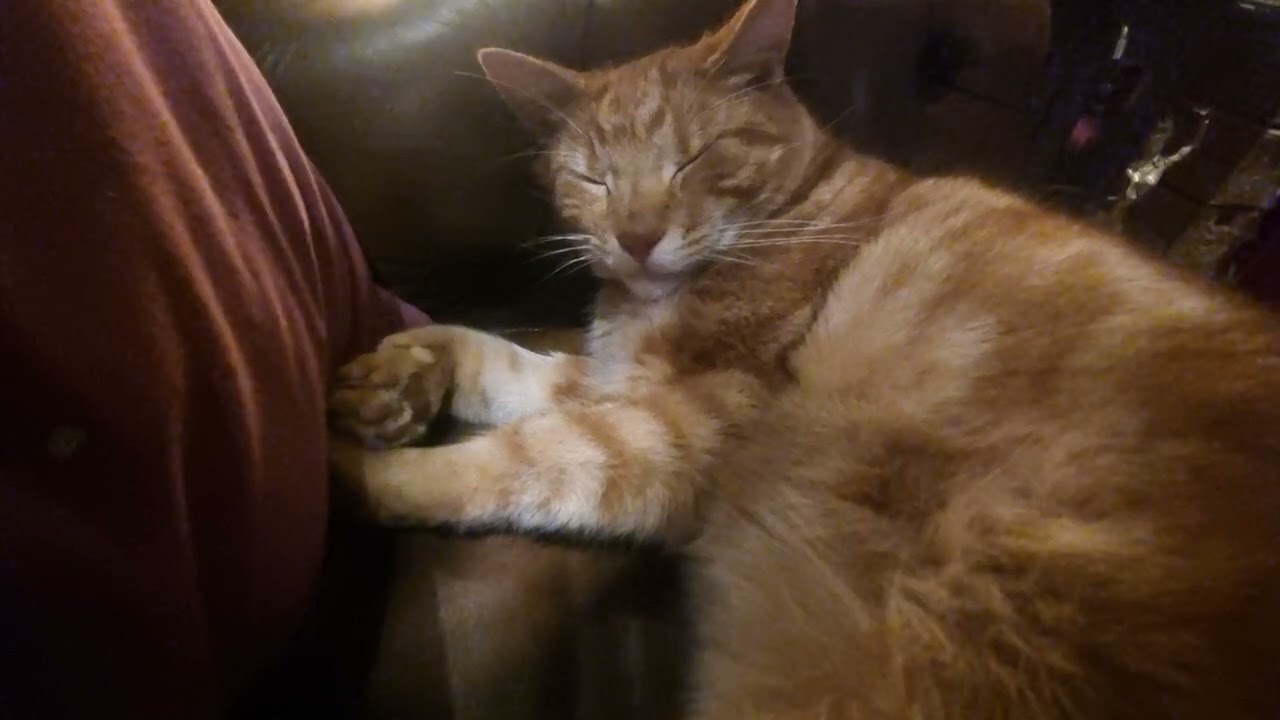 Sleepy Flea's 😴