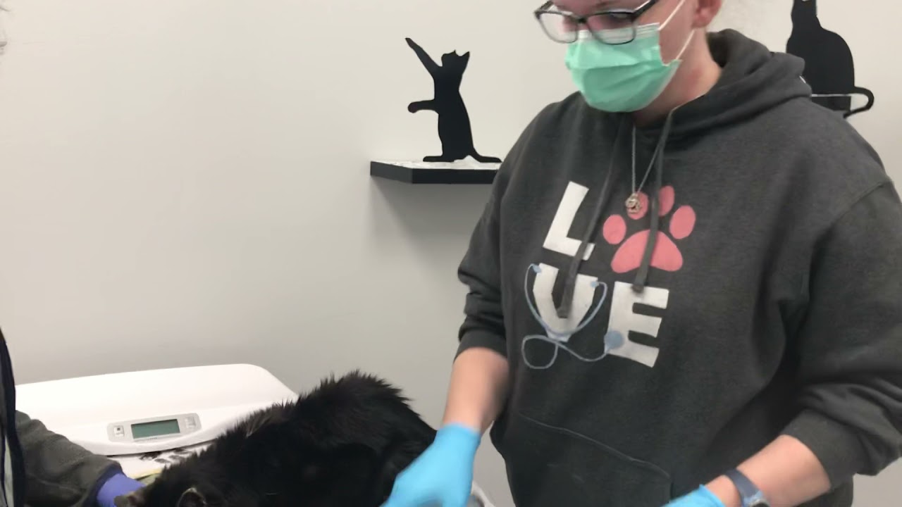 SQ Fluid Administration Using a Syringe Part 1