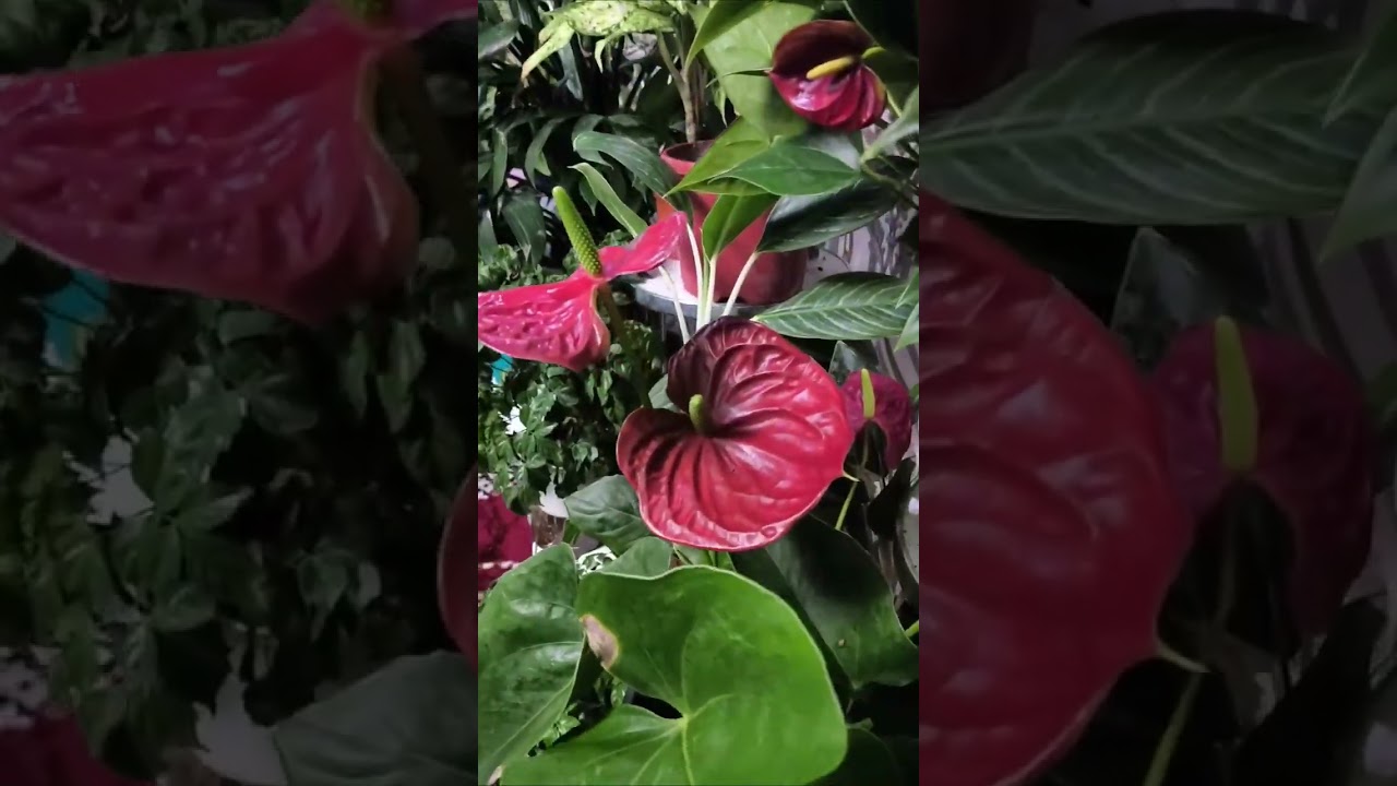 flovers_plant_world