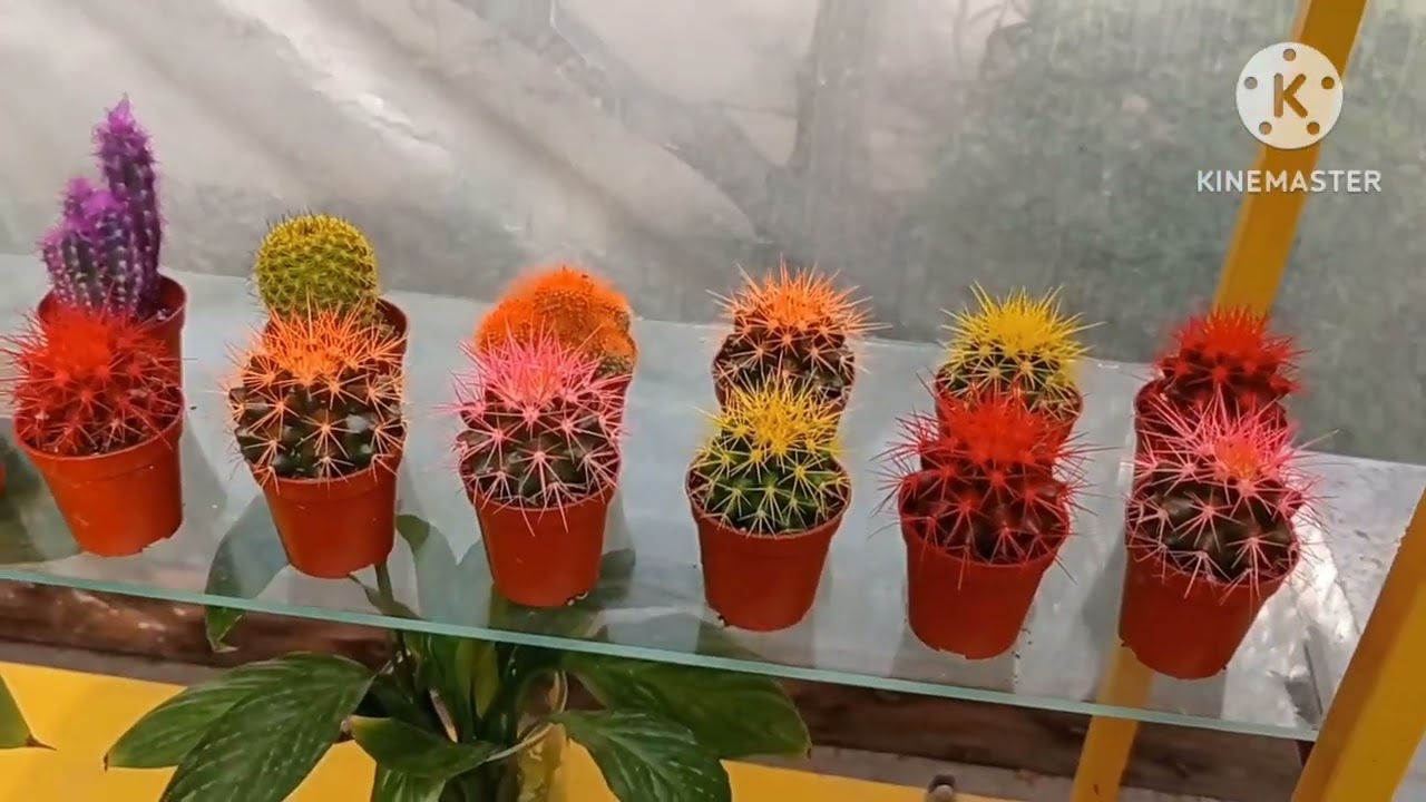 QISH FASLIDA XONA GULLARINI SUGʻORISH TARTIBI XAQIDA.