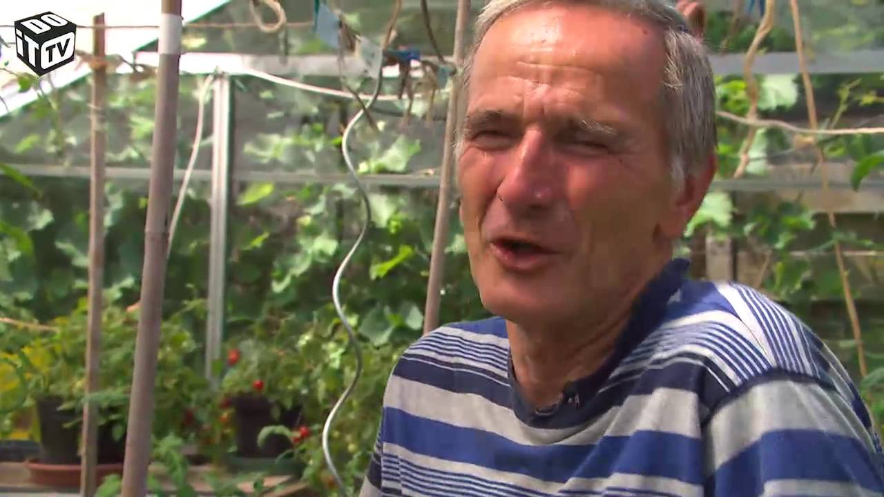Tomaten