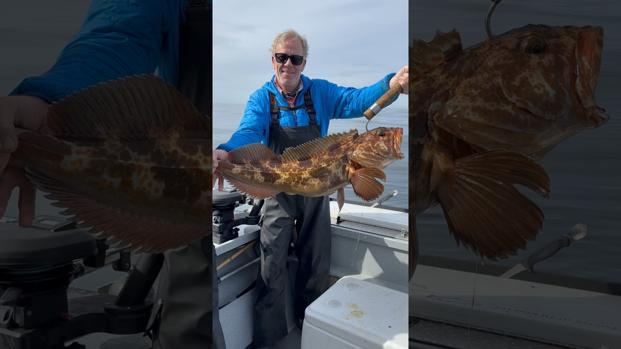 Ling Cod makes the best Fish Tacos! #fishing #lingcod #angler #fish #fishingislife #fishtacos