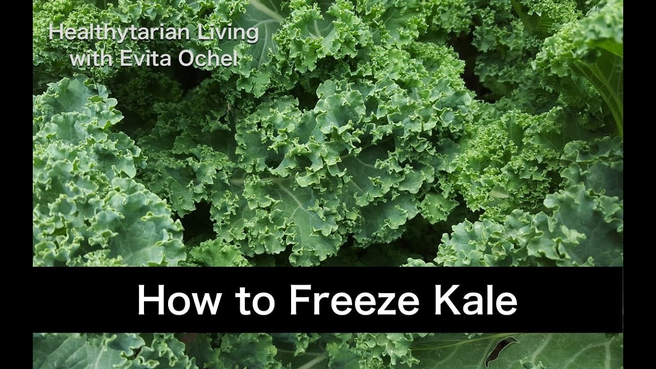 How to Pick and Freeze Kale - A Full Guide with Nutrition Info, Health Benefits & Tutorial