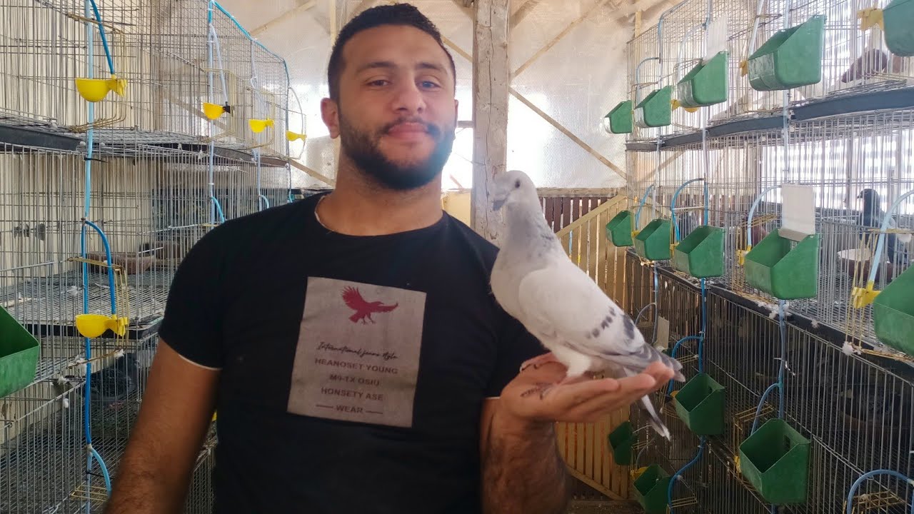عرض رمضان 🎁عند محمد احمد مجموعة زغاليل🏆 دلبر وايس وحمام كبير01288565244#العناني