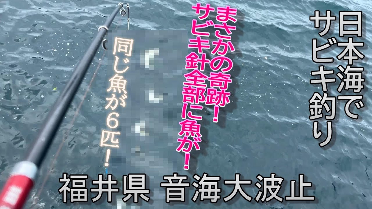 福井県 初心者のサビキ釣り！【音海大波止】日本海