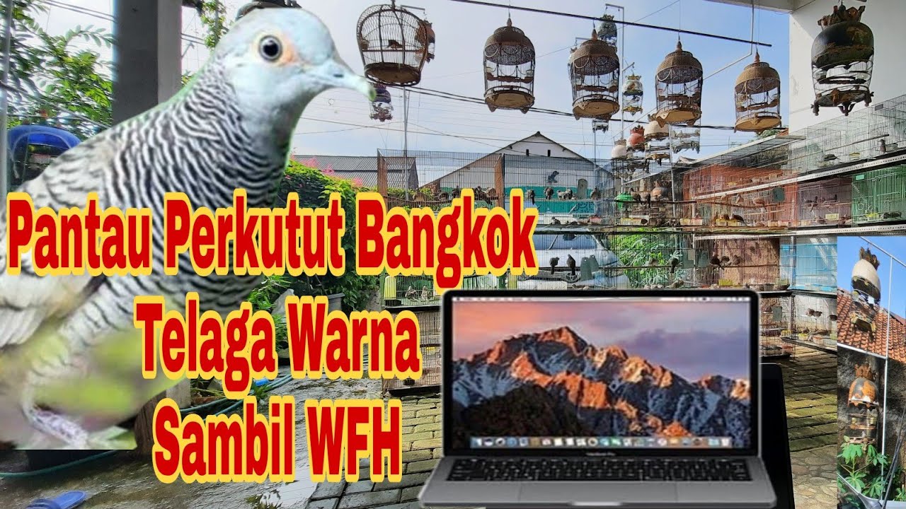 Pantau Perkutut Bangkok Telaga Warna Sambil WFH
