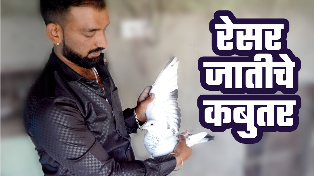 रेसर जातीचे कबुतर , तळेगाव, पिंपरी चिंचवड RAISER TYPES PIGEONS, Talegaon, Pimpri Chinchwad